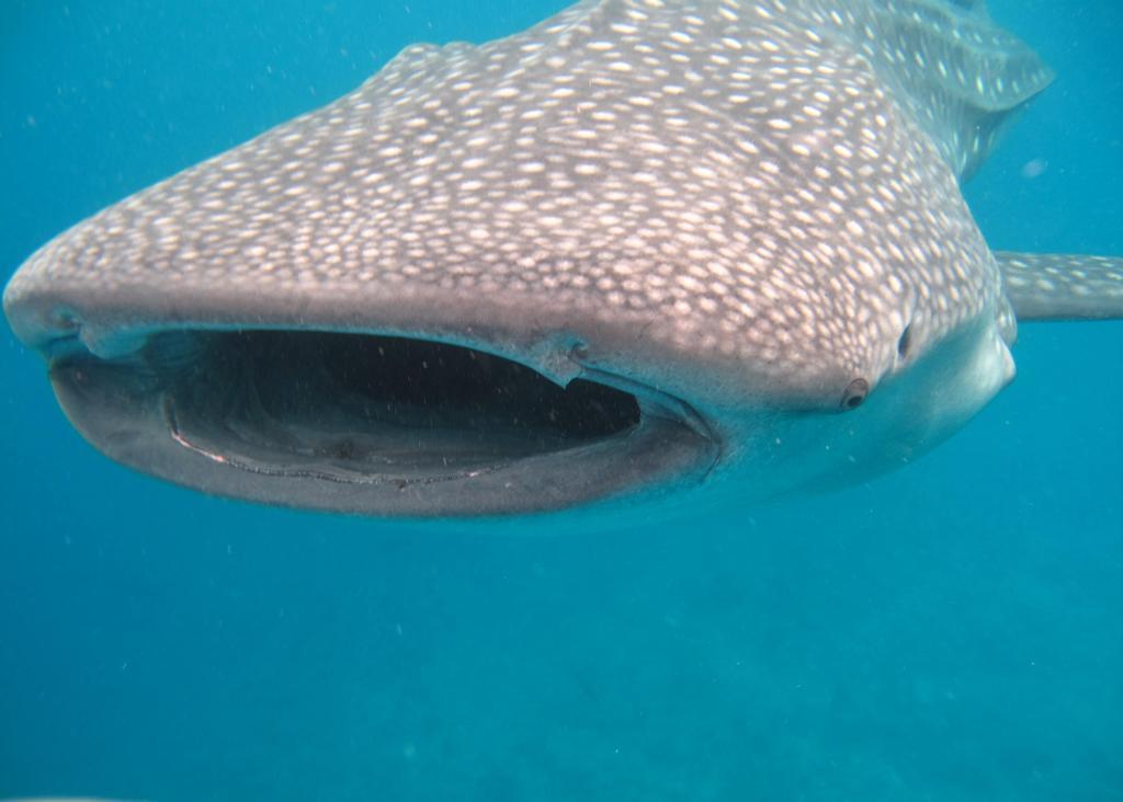 Stingray 3* Maafushi